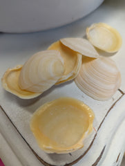 Buttercup Shells - Loving Coastal Living