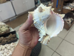 Cabbage Murex - ShellsLoving Coastal Living