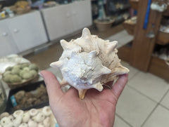 Cabbage Murex - ShellsLoving Coastal Living