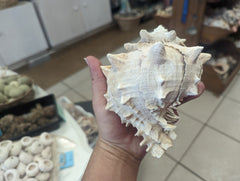 Cabbage Murex - ShellsLoving Coastal Living