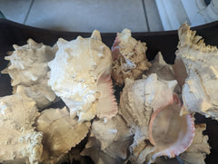 Cabbage Murex - ShellsLoving Coastal Living