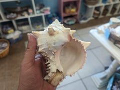 Cabbage Murex - ShellsLoving Coastal Living