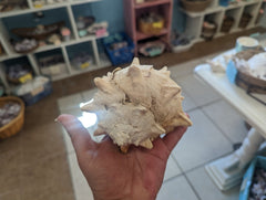 Cabbage Murex - ShellsLoving Coastal Living