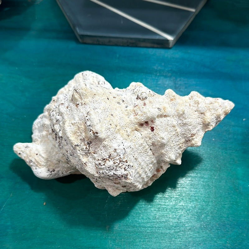 Calcium Covered Frog Conch Shell 9" - Loving Coastal Living