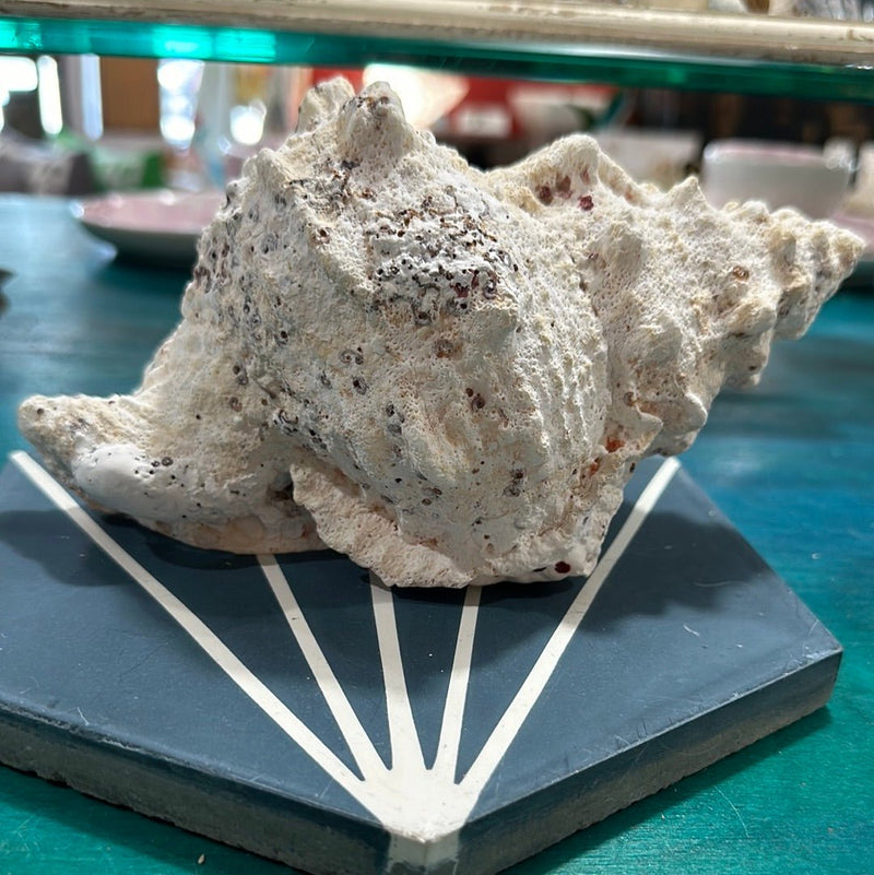 Calcium Covered Frog Conch Shell 9" - Loving Coastal Living