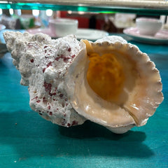 Calcium Covered Frog Conch Shell 9