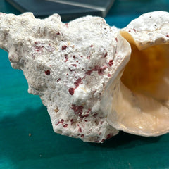 Calcium Covered Frog Conch Shell 9