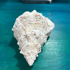 Calcium Covered Frog Conch Shell 9