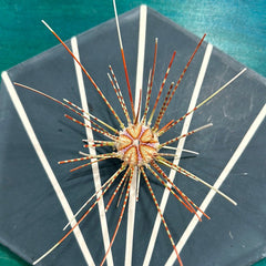 Caledonia Deep Sea Urchins with Spines - Loving Coastal Living