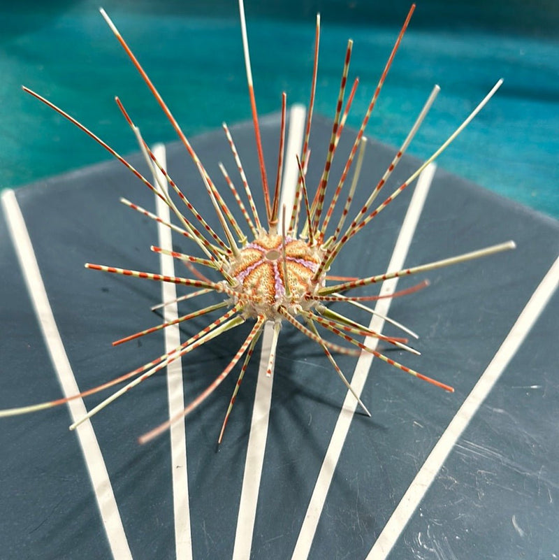 Caledonia Deep Sea Urchins with Spines - Loving Coastal Living