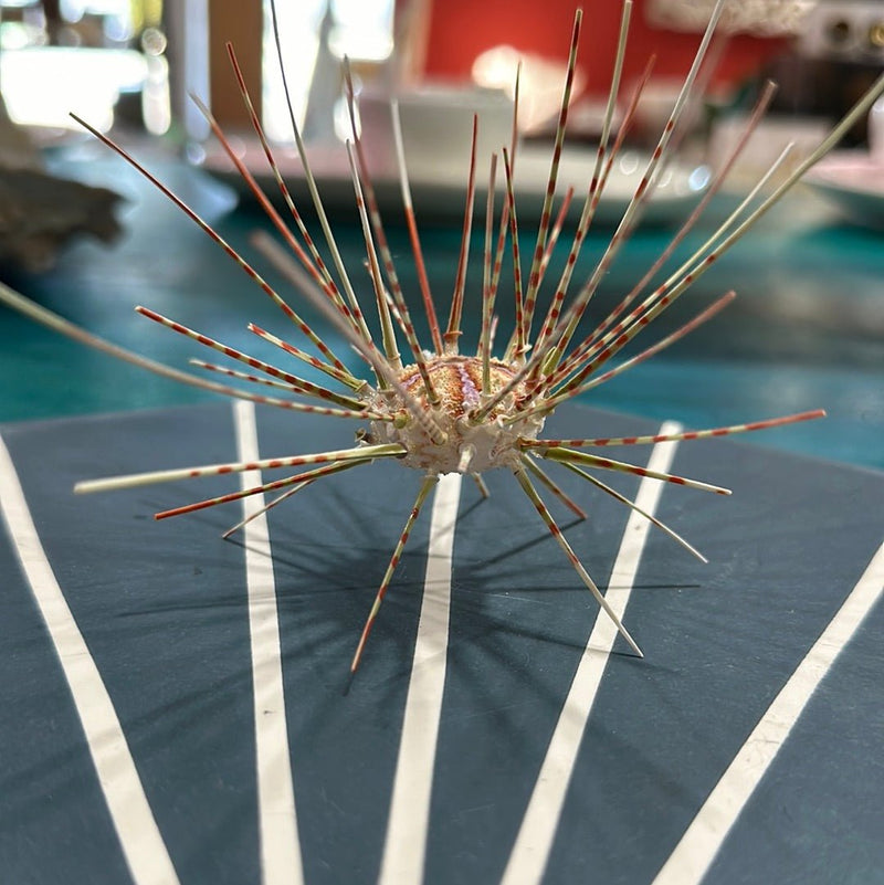 Caledonia Deep Sea Urchins with Spines - Loving Coastal Living