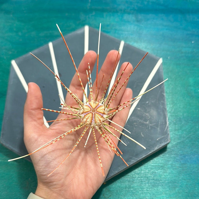 Caledonia Deep Sea Urchins with Spines - Loving Coastal Living