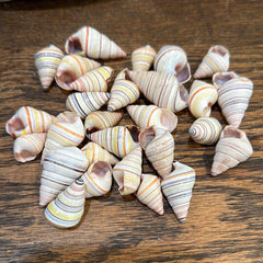 Candy Cane Tree Land Snail Shell Liguus virgineus - Shells in Large ShelfLoving Coastal Living