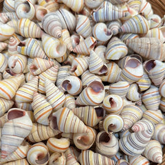 Candy Cane Tree Land Snail Shell Liguus virgineus - Shells in Large ShelfLoving Coastal Living