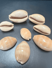 Carnelian Cowry - Loving Coastal Living