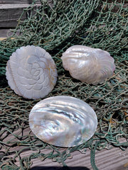 Carved River Clam - Loving Coastal Living
