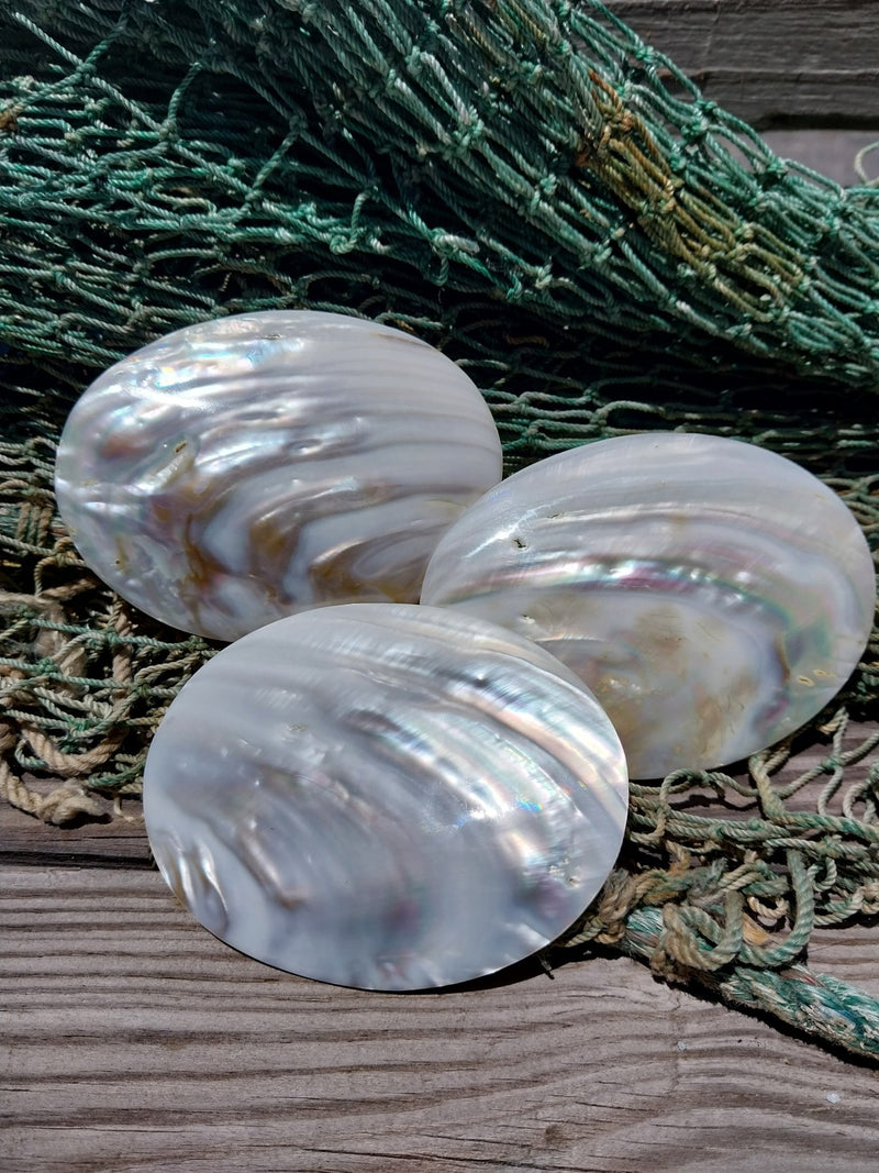 Carved River Clam - Loving Coastal Living