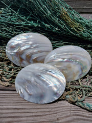 Carved River Clam - Loving Coastal Living
