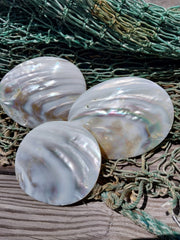 Carved River Clam - Loving Coastal Living