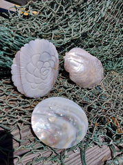 Carved River Clam - Loving Coastal Living