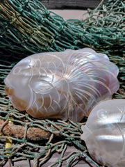 Carved River Clam - Loving Coastal Living