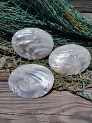Carved River Clam - Loving Coastal Living
