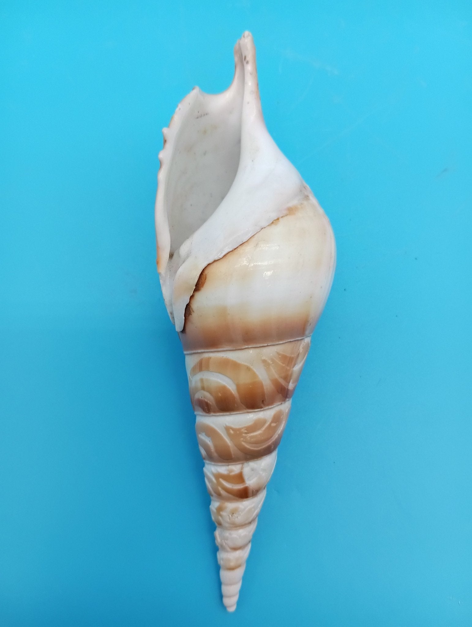 Delicate Tibia Shell Carved Tibia Shell Coastal Scene – 4.9
