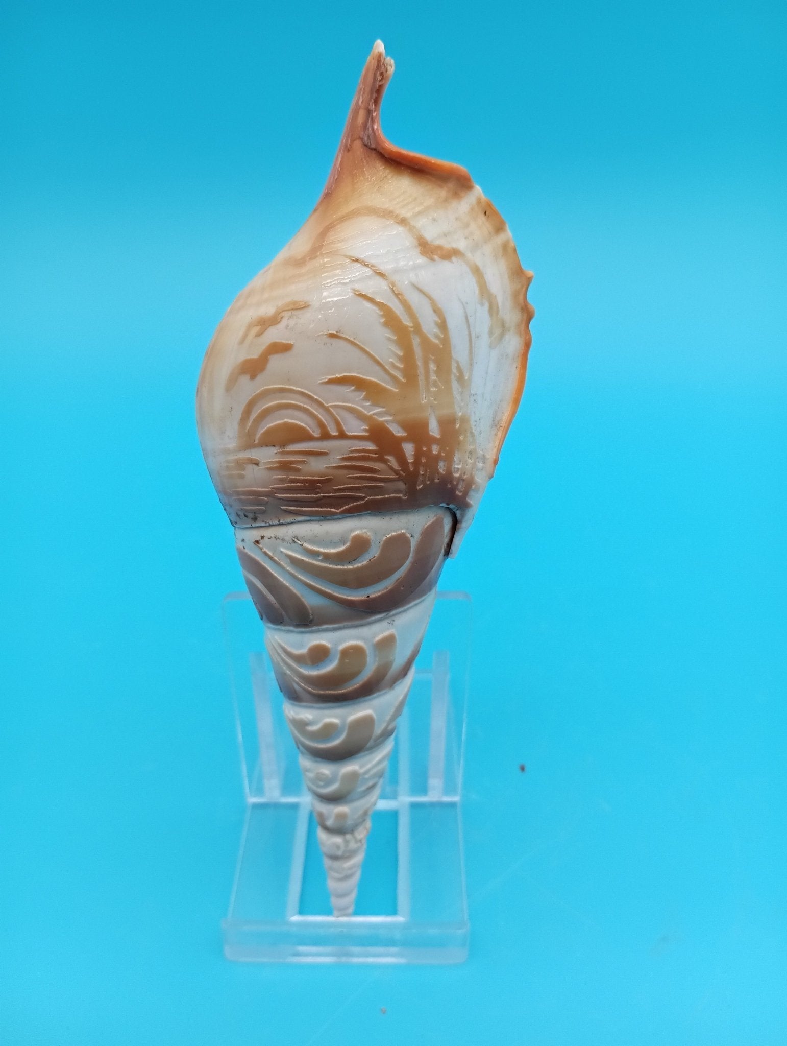 Delicate Tibia Shell Carved Tibia Shell Coastal Scene – 4.9