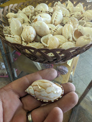 Casmaria Vibex Cassia Bonnet Shells - Loving Coastal Living