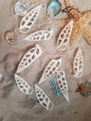 Center Sliced Cut Cerithium Vertagus Shell - Loving Coastal Living
