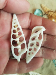 Center Sliced Cut Cerithium Vertagus Shell - Loving Coastal Living
