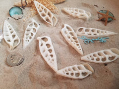 Center Sliced Cut Cerithium Vertagus Shell - Loving Coastal Living
