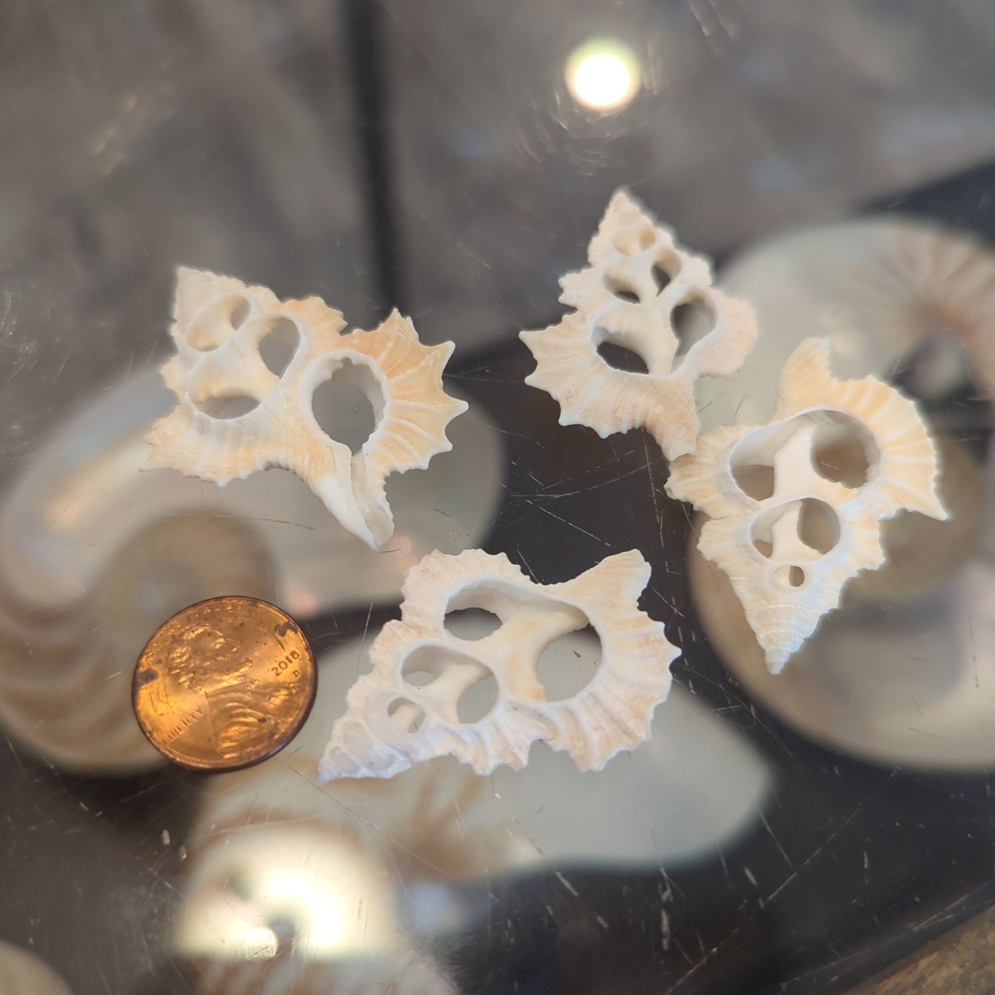 Maple Shell Center Sliced Maple Leaf Shells | Loving Coastal Living