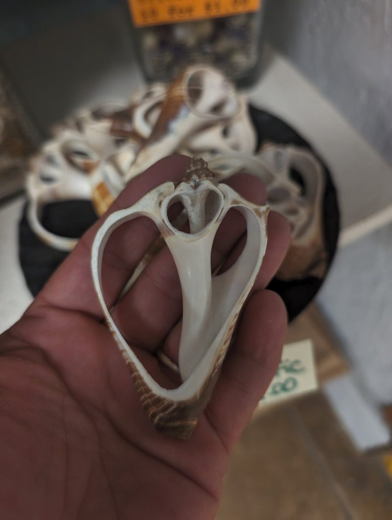Center Sliced Pacific crown/ Fiber conch shell - ShellsLoving Coastal Living
