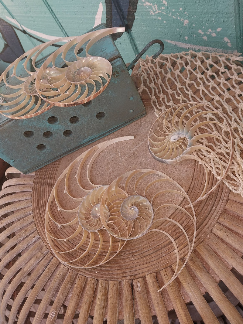 Center Sliced Tiger Nautilus Shells - Loving Coastal Living