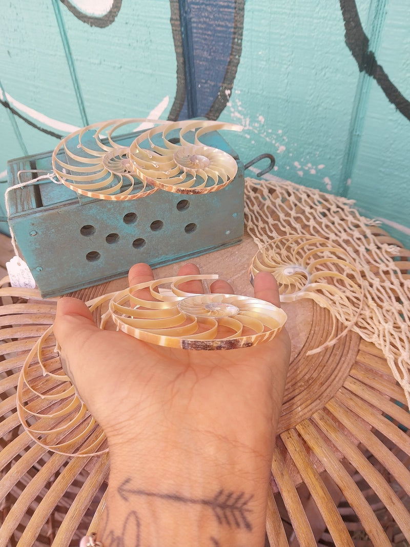 Center Sliced Tiger Nautilus Shells - Loving Coastal Living