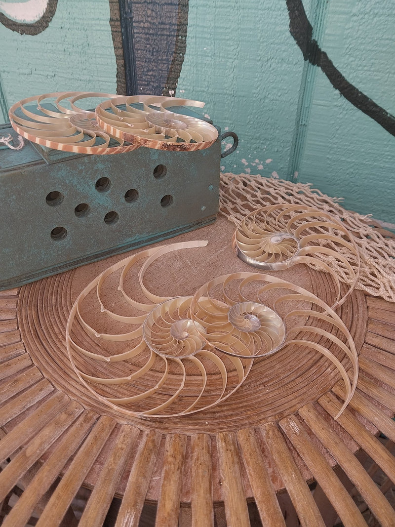 Center Sliced Tiger Nautilus Shells - Loving Coastal Living