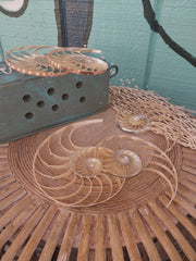 Center Sliced Tiger Nautilus Shells - Loving Coastal Living