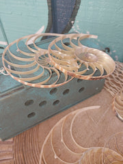 Center Sliced Tiger Nautilus Shells - Loving Coastal Living