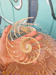 Center Sliced Tiger Nautilus Shells - Loving Coastal Living