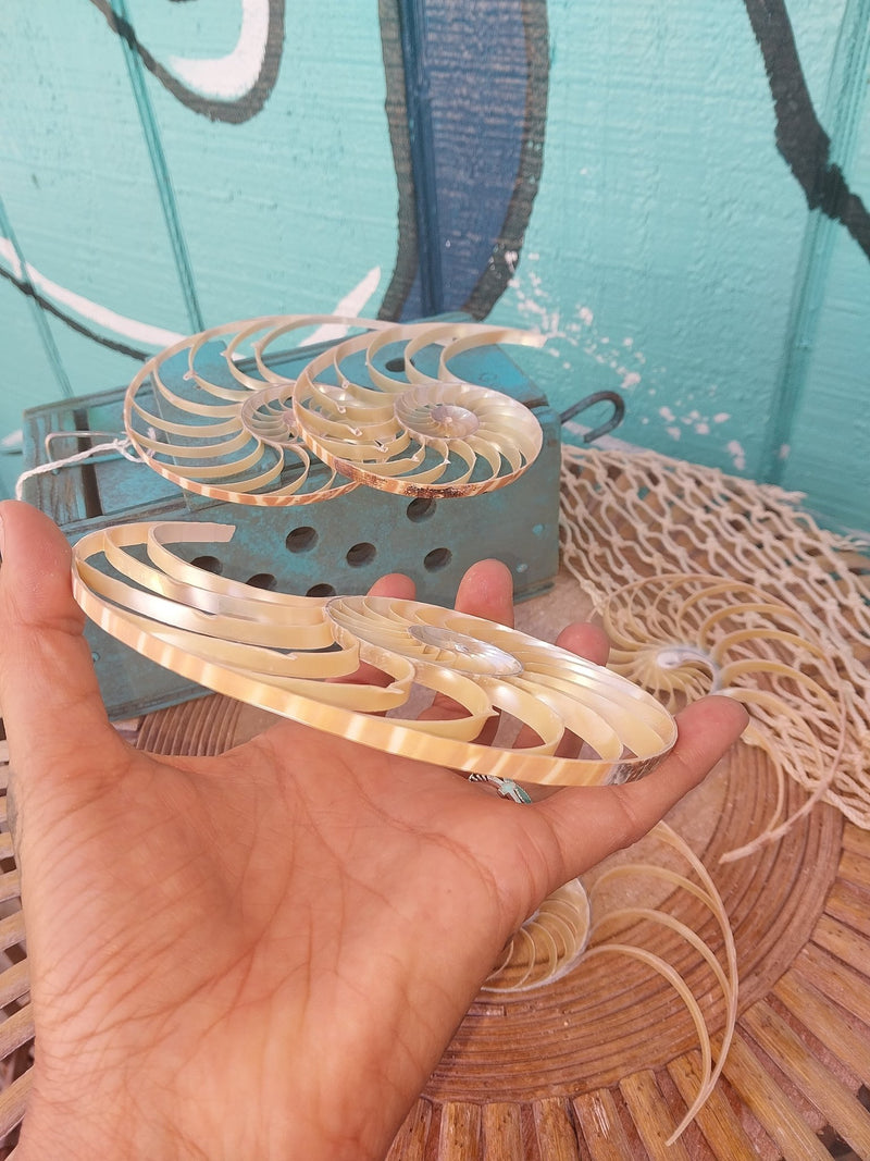 Center Sliced Tiger Nautilus Shells - Loving Coastal Living