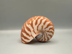 Chambered Tiger Nautilus - ShellsLoving Coastal Living