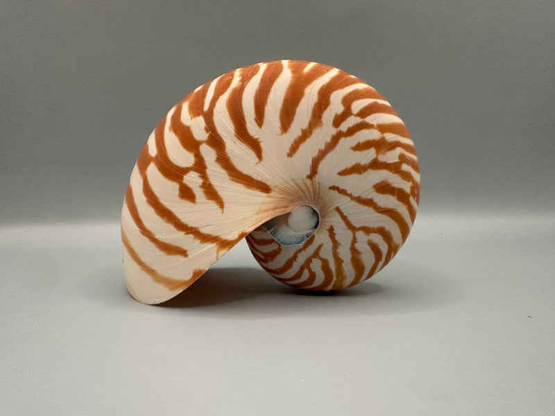 Chambered Tiger Nautilus - ShellsLoving Coastal Living
