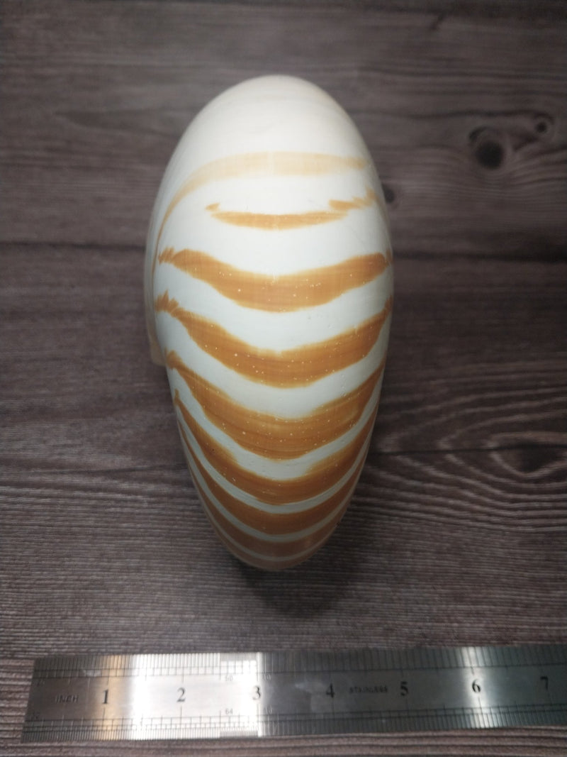 Chambered Tiger Nautilus 7.5" - 8" Exact Shell Shown - Loving Coastal Living