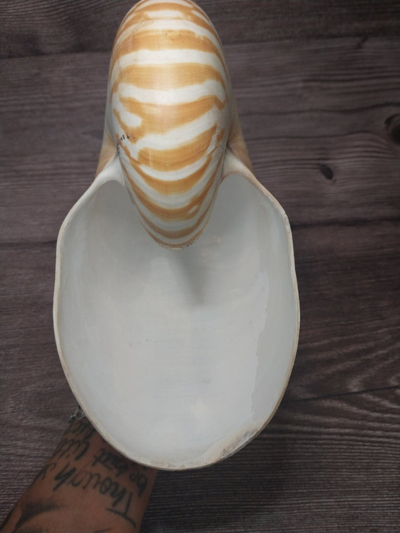 Chambered Tiger Nautilus 7.5" - 8" Exact Shell Shown - Loving Coastal Living