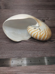 Chambered Tiger Nautilus 7.5