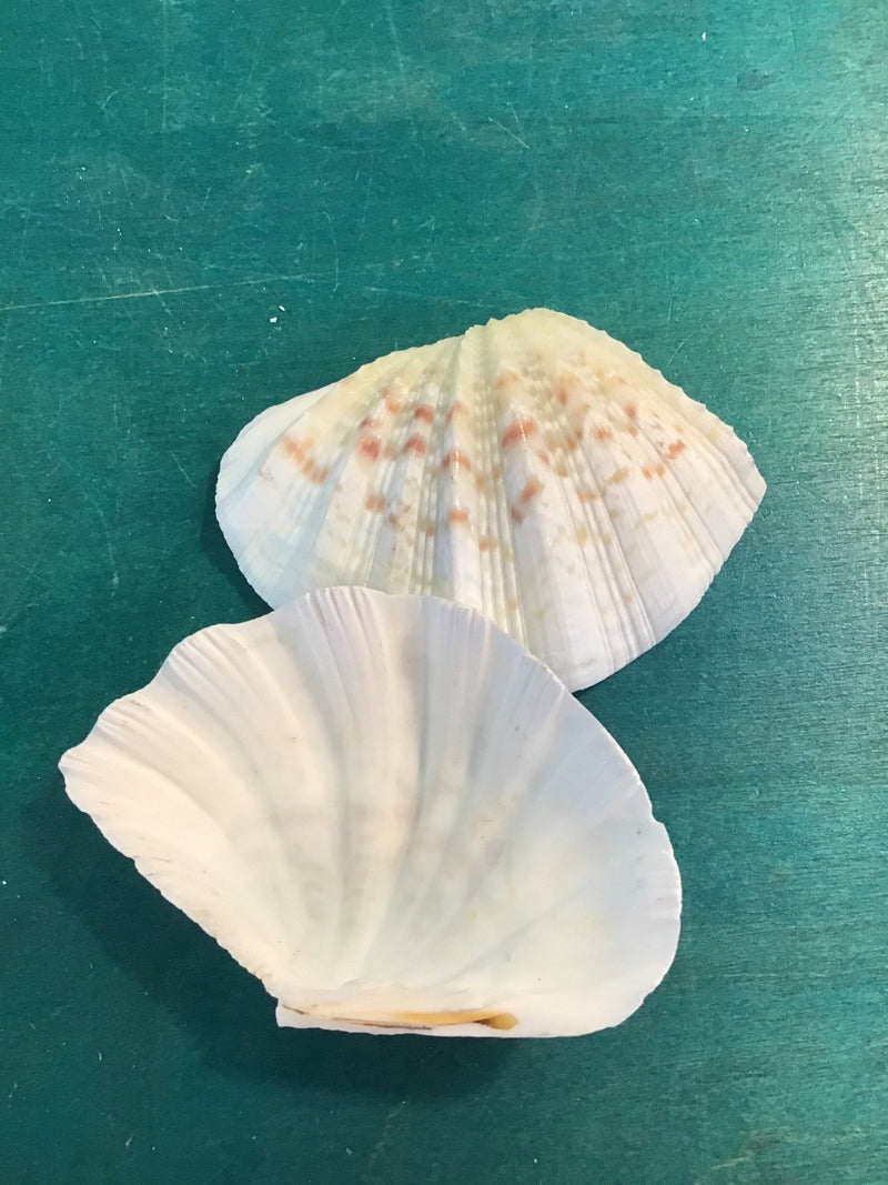 China Clam Pairs Shells Clams - Loving Coastal Living