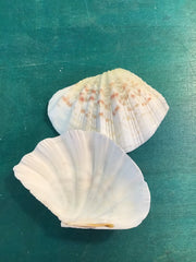 China Clam Pairs Shells Clams - Loving Coastal Living