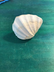 China Clam Pairs Shells Clams - Loving Coastal Living