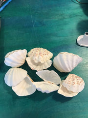 China Clam Pairs Shells Clams - Loving Coastal Living